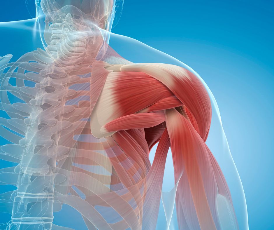 Muscle testing